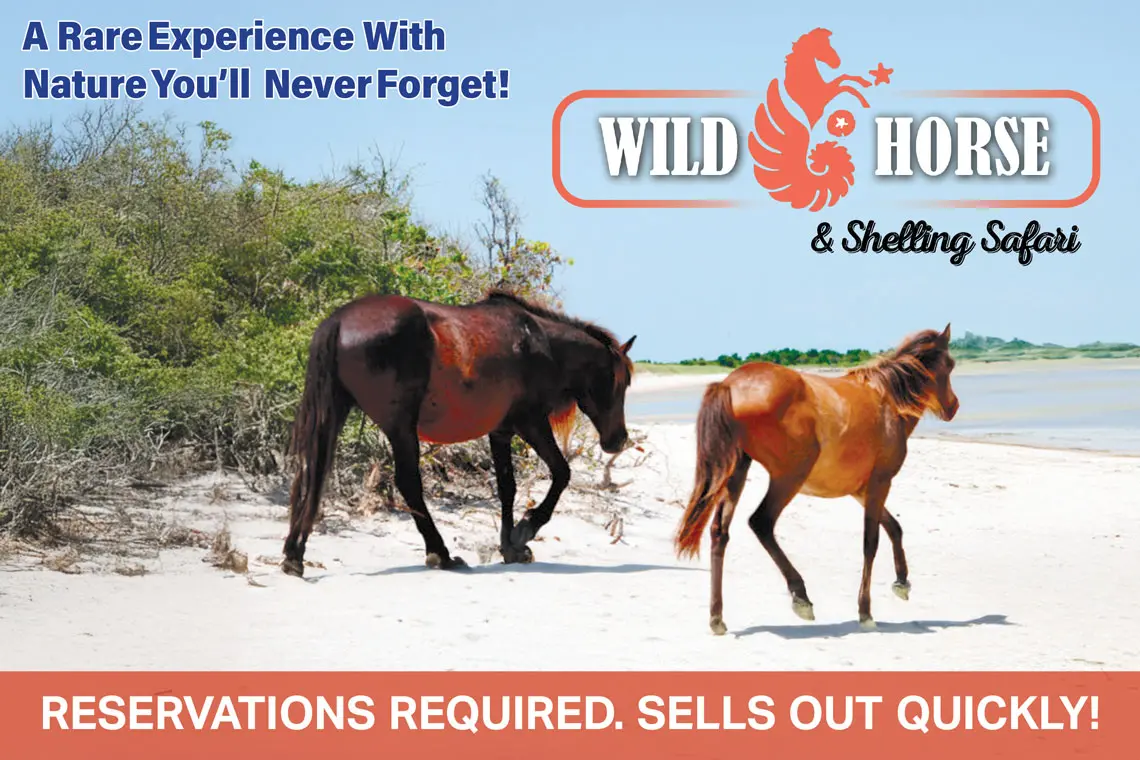 Shackleford Wild Horse & Shelling Safari
