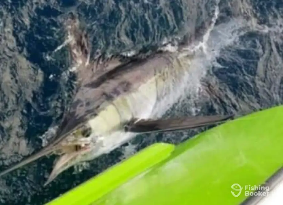 Wasabi Sportfishing charter image 3