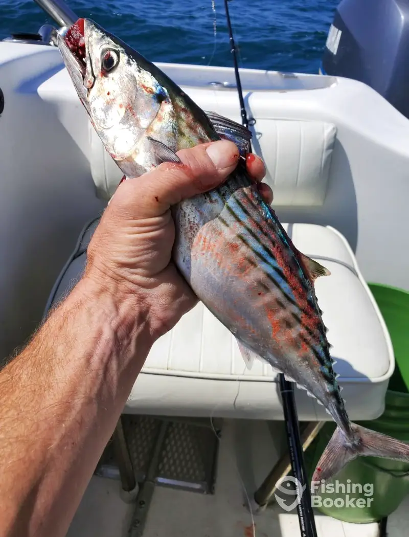 charter image 6