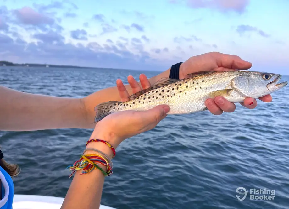 charter image 5