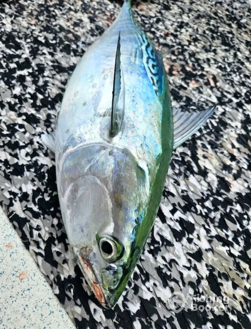 charter image 5